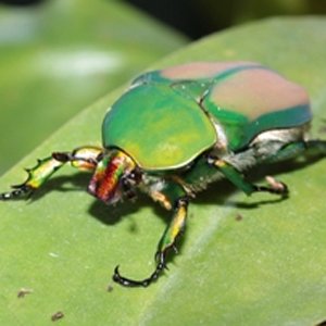 饲养甲虫 – 一种非常普遍的爱好
