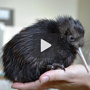 Das Überleben des Kiwi-Vogels sichern