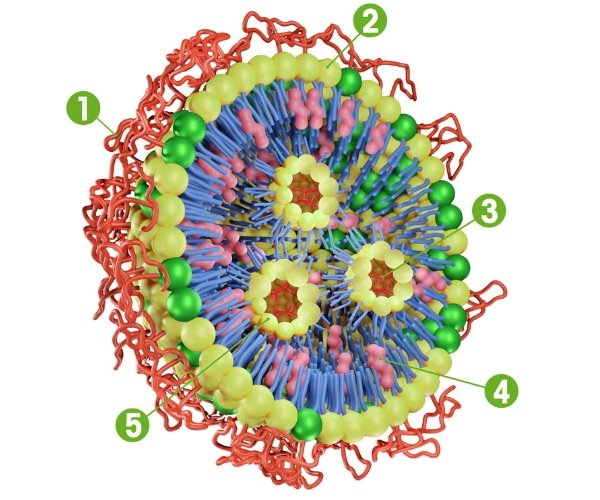 <center>用于 COVID-19 疫苗治疗的含有 mRNA 分子的脂质纳米颗粒 （LNP） 的结构</center>
