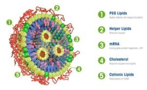 Rol de Nanopartículas lipídicas con PEG en el desarrollo de vacunas de ARNm