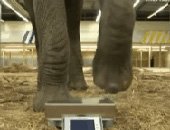 Bilancia di precisione messa alla prova con un elefante