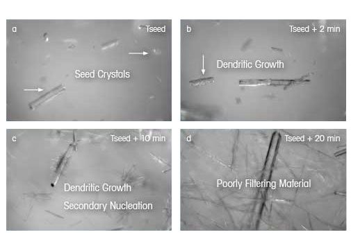 Crystal Size and Shape Dendritic Growth